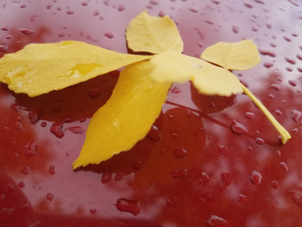 fall dew shot Golden Leaf on a Red Hood surrounded by droplets