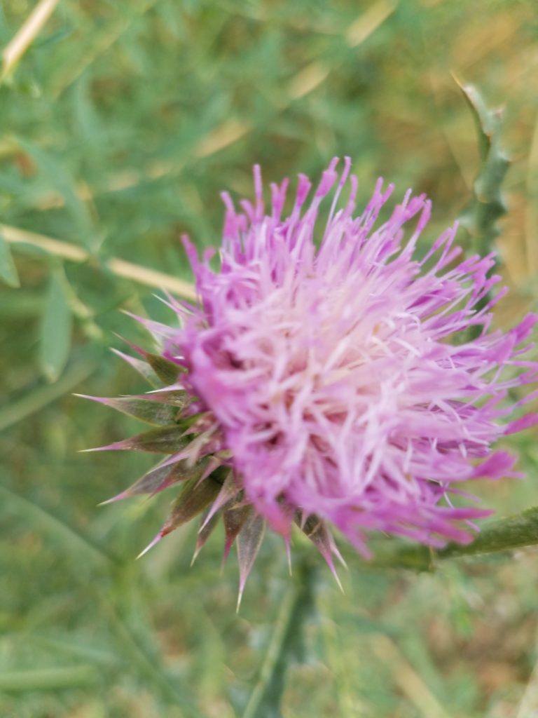 the soft Purple bloom of a thistle backed by the green of grass