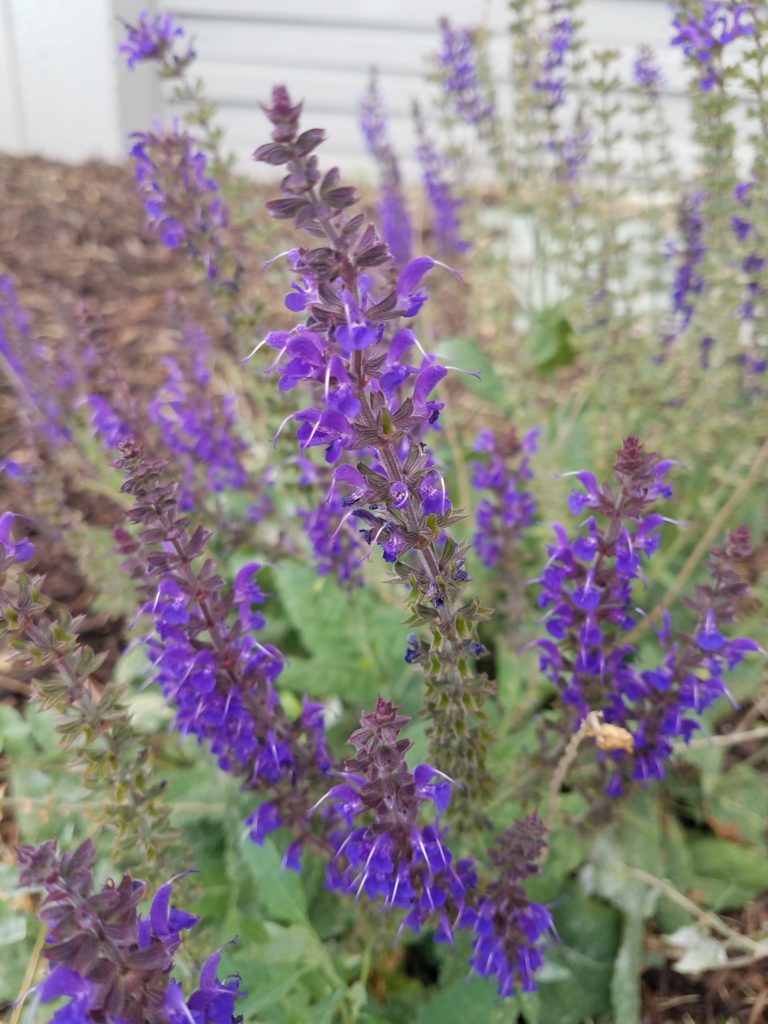 The lavender plant in full bloom with cones of small flowers on each stalk with mulch and a line of concrete in the background
