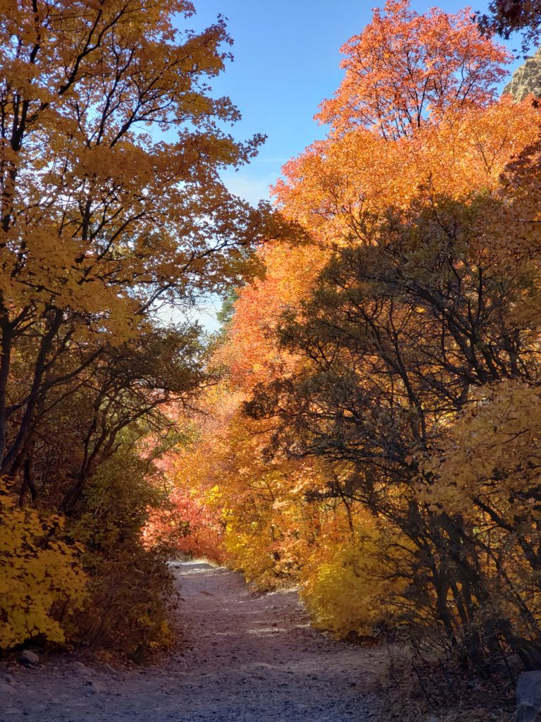 golden leaves in the fall