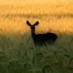 deer in a field